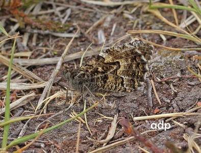 Grayling, Hipparchia semele, Alan Prowse